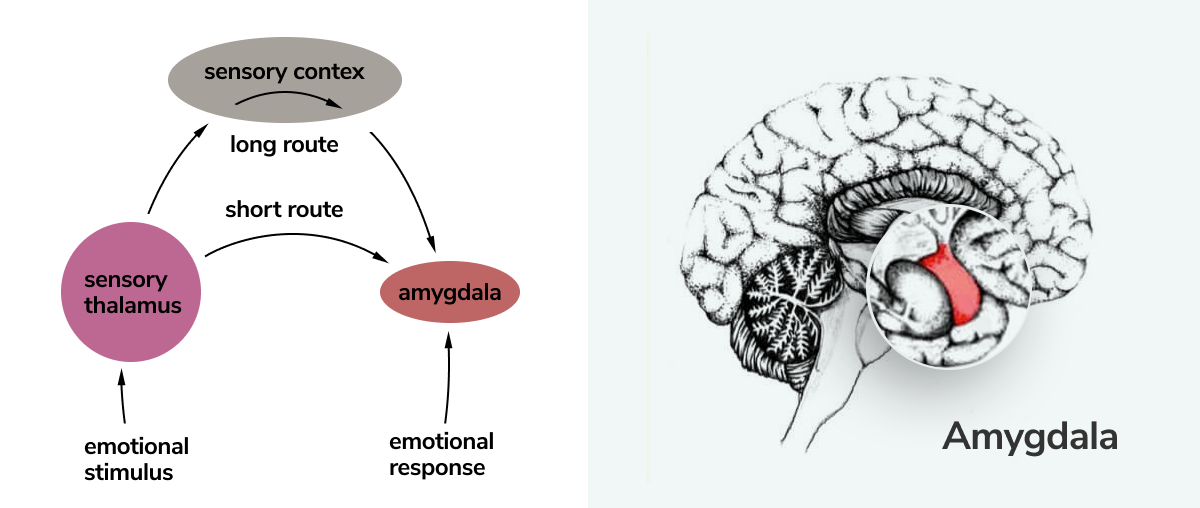Amigdala duygularla nasıl bağlantılıdır?